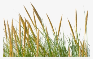 Grass Straw Png #570244