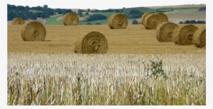 Hay Transparent Haystack - Hay #570837