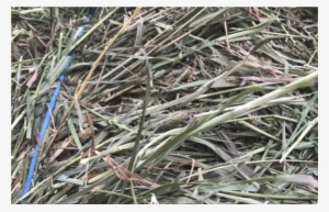 Hay For Sale In Westfield, Meadow-hay - Hay #571329