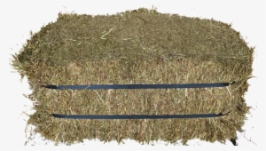 Timothy Compressed Hay 29 Sep 2017 - Grass #572408