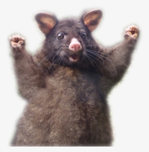 Half-assed Cutout - - Positive Possum #572847