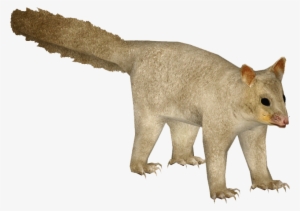 Common Brushtail Possum 3 - Wiki #573114