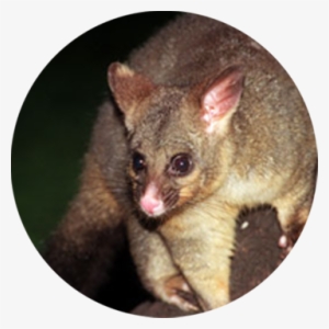 Posam Animal #573210