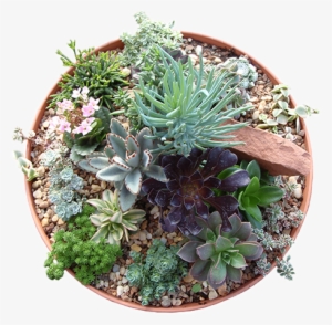 10 Succulent Bowl Gulley Greenhouse Garden Center - Succulent Plant #573530