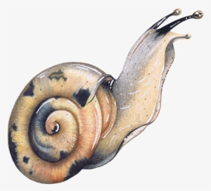 Colored Pencil Garden Snail Wildlife Illustration Animal - Garden Snail #573534