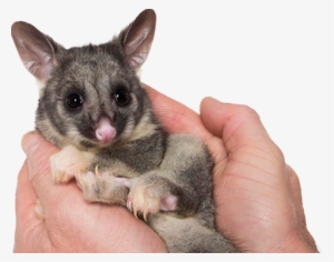 Fact Sheets - Child #573564