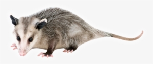 We Professionally Handle Opossum Trapping, Removal - Common Opossum #573632