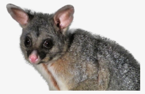 Their Design And Toxins Target Specific Pests And They - Marsh Rice Rat #573772