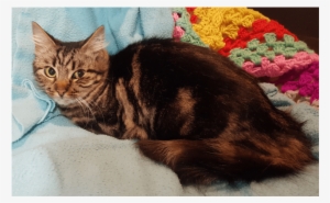 Photo Of Possum - Tabby Cat #573933