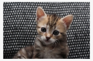 Photo Of Possum Sk2151 - Robert Talbott Studio Neck Tie Black & White 56' #574444