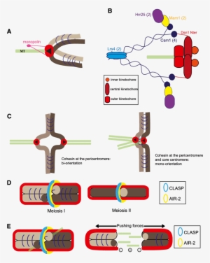 Mono-orientation Of Sister Kinetochores In Meiosis - Monopolin #576187