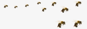 Flying Bee Png - Honeybee #578551 Flying Bee Png - Honeybee #578551