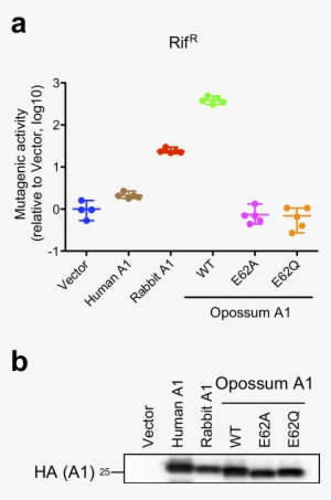 Free Download Mutagenic Activity Of Opossum A In E - Data #579062