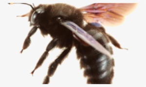 What's That Buzzing Around My Back Porch They Are Flying - Bee #579203 What's That Buzzing Around My Back Porch They Are Flying - Bee #579203