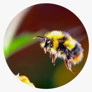 Bumble Bee Flying Towards A Flower - Real Life Cute Bee #579393 Bumble Bee Flying Towards A Flower - Real Life Cute Bee #579393