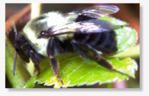 Bumble Bees Bumble Bees - Bee #579599