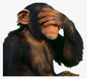 Funny Monkey Png Clip Art Free - Funny Monkey No Background #579929