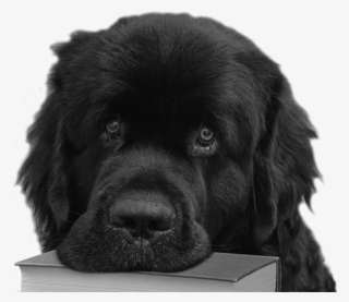 Fiorenzo - Ancient Dog Breeds #5700087