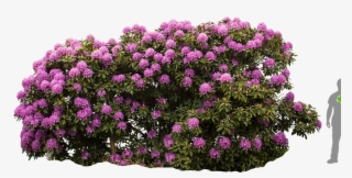 Rhododendron Roseum Elegans - Rhododendron Canescens #5700283