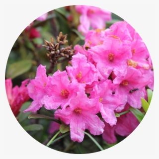 Quand Planter Un Rhododendron - Rhododendron Ferrugineum #5700340