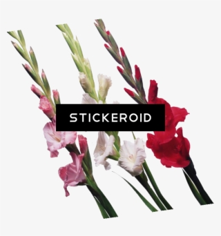 Gladiolus Flowers Nature - Gladiolus #5702234