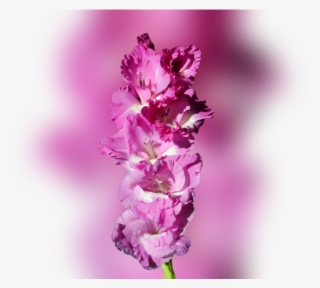 Color Palette Ideas From Flower Flowering Plant Image - Dactylorhiza Praetermissa #5702368 Color Palette Ideas From Flower Flowering Plant Image - Dactylorhiza Praetermissa #5702368