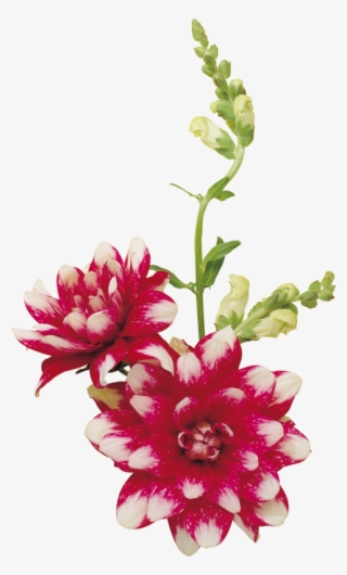 Publicat De Eu Ciresica La - Flower #5702636