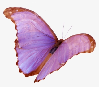 Wings #5702707