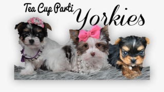 Tea Cup Parti Yorkies - Tea #5703506 Tea Cup Parti Yorkies - Tea #5703506