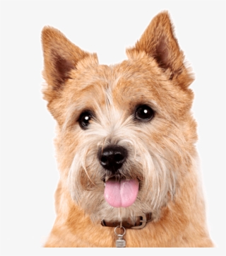 Search - Terrier #5704064