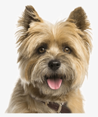 Cairn Terrier - Cairn Terrier No Background #5704587
