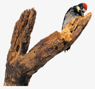 Woodpecker Png - Клипарт Дятел На Прозрачном Фоне #5705502