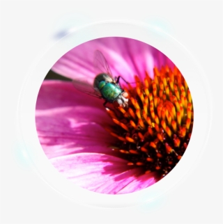 Fumigation Services - Macro Photography #5705693