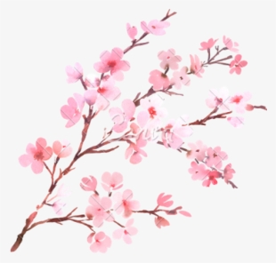 Clipart Png Download Cherry Blossom Free Png Transparent - Transparent Background Cherry Blossom Png #5706612 Clipart Png Download Cherry Blossom Free Png Transparent - Transparent Background Cherry Blossom Png #5706612