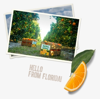 Our Juices - Rangpur #5706669