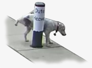 Post - Longdog #5707420