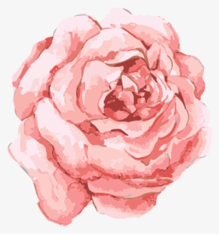 Watercolor Rose - Transparent Watercolor Flower Clipart #5708447