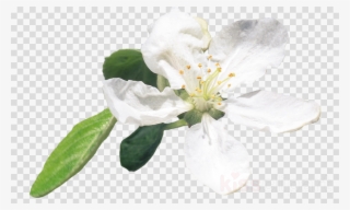 Dio Brando Meme Clipart Dio Brando Jotaro Kujo Jonathan - Transparent Bass Clef #5708516