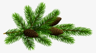 Free Png Pine Branchand Cones Transparent Png Images #5708937 Free Png Pine Branchand Cones Transparent Png Images #5708937