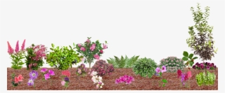 What Flourishes In Pine Straw - Bougainvillea #5709300