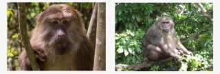 Diet-induced Obesity Model - Japanese Macaque #5710354