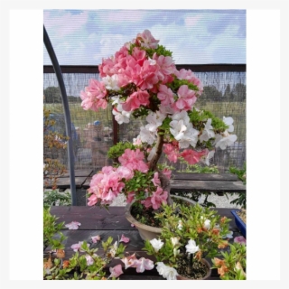 By Luca Florian - Rhododendron #5714783