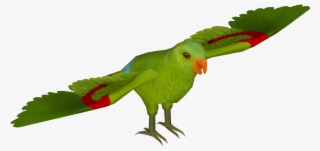 Red Winged Parrot 01 - Wiki #5714842