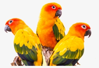 Conure Green Cheeked Parakeet Bird Colorful Greencheeked - Sun Conure Bird Png #5714916