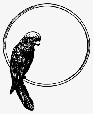 This Free Icons Png Design Of Parrot Frame #5714996