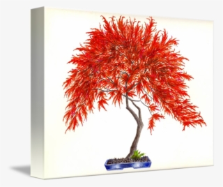 Image Library Library Bonsai Drawing Digital - Acer Palmatum Inaba-shidare #5715204
