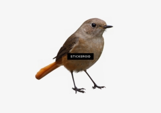 Bird Birds - Bird #5715394