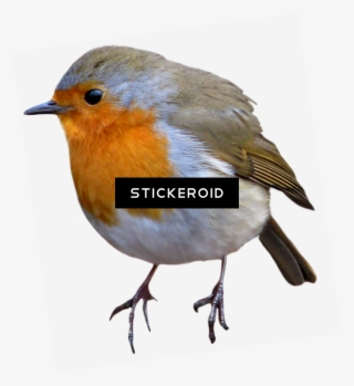 European Robin Birds - European Robin #5715452