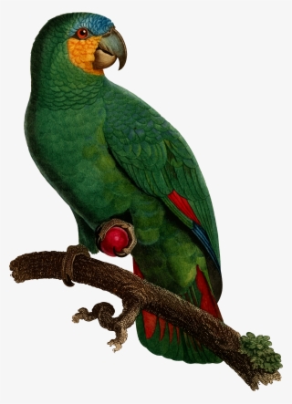Parrot Clipart Perico - Jacques Barraband - Barraband Parrot, Pl 110 #5715695