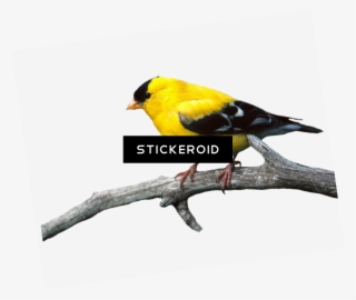 European Robin Birds #5716082